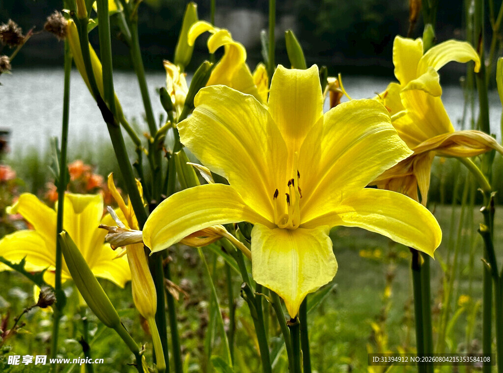 花萱草