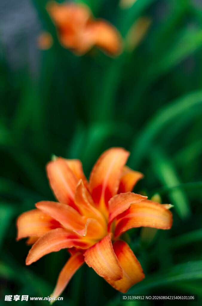 花萱草