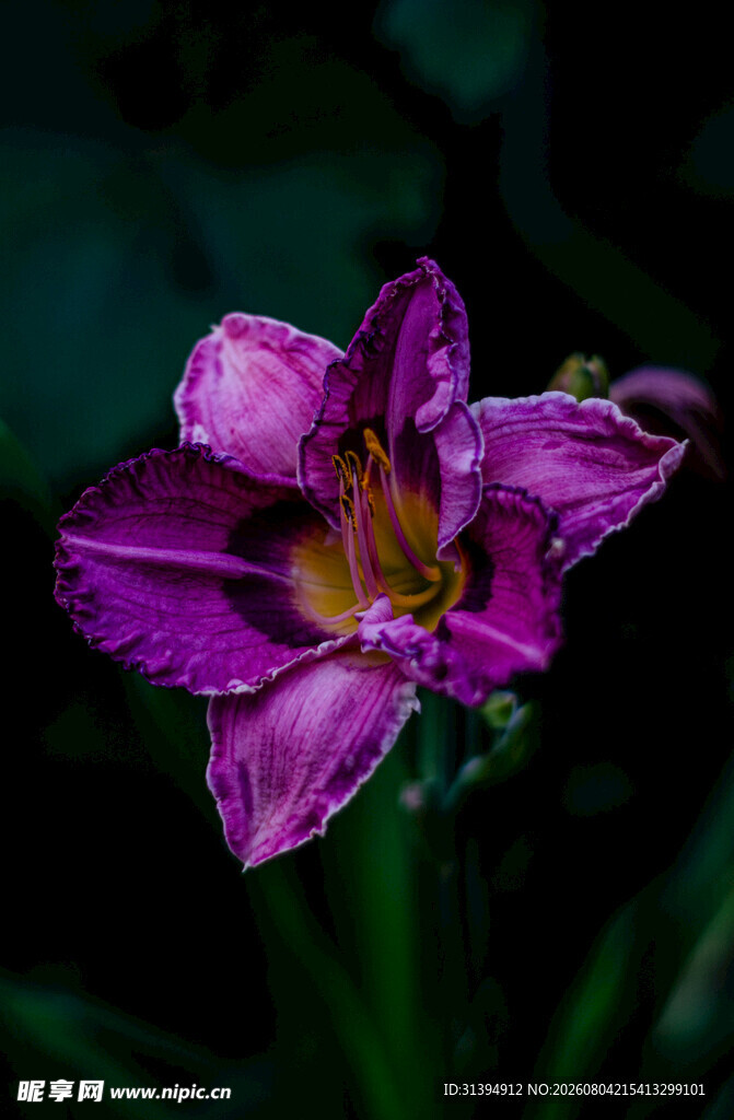 花萱草