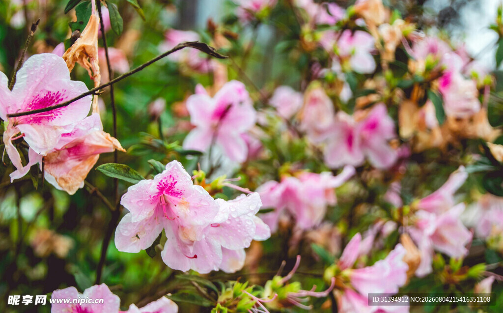 花萱草
