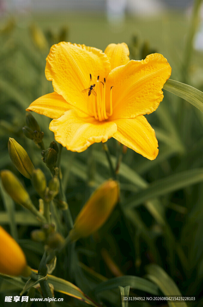 花萱草