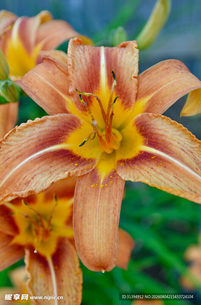 花萱草