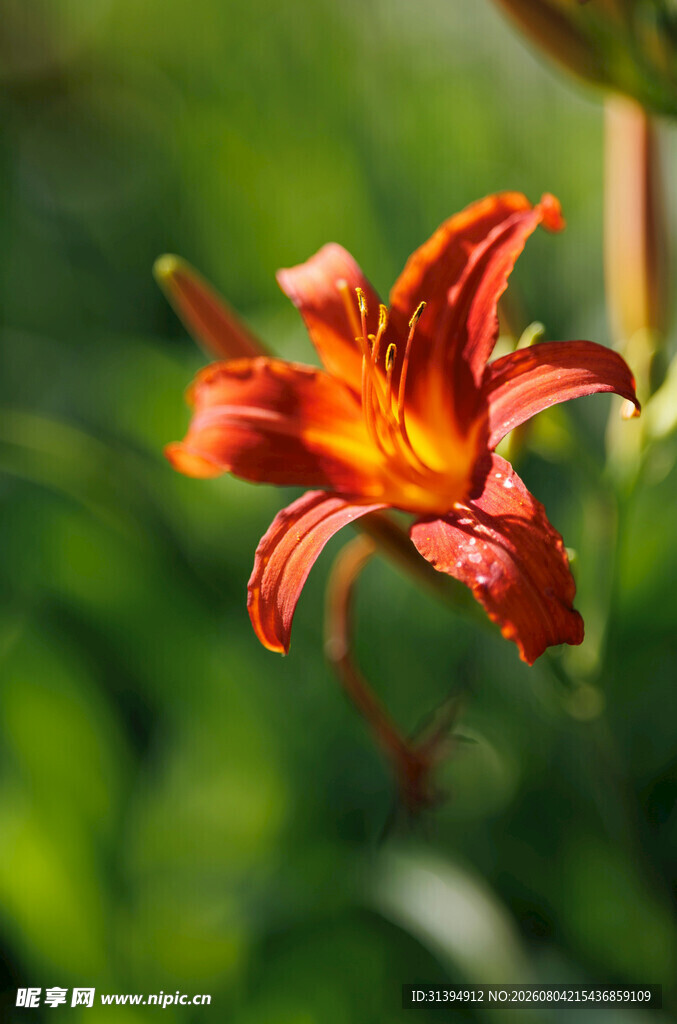 花萱草