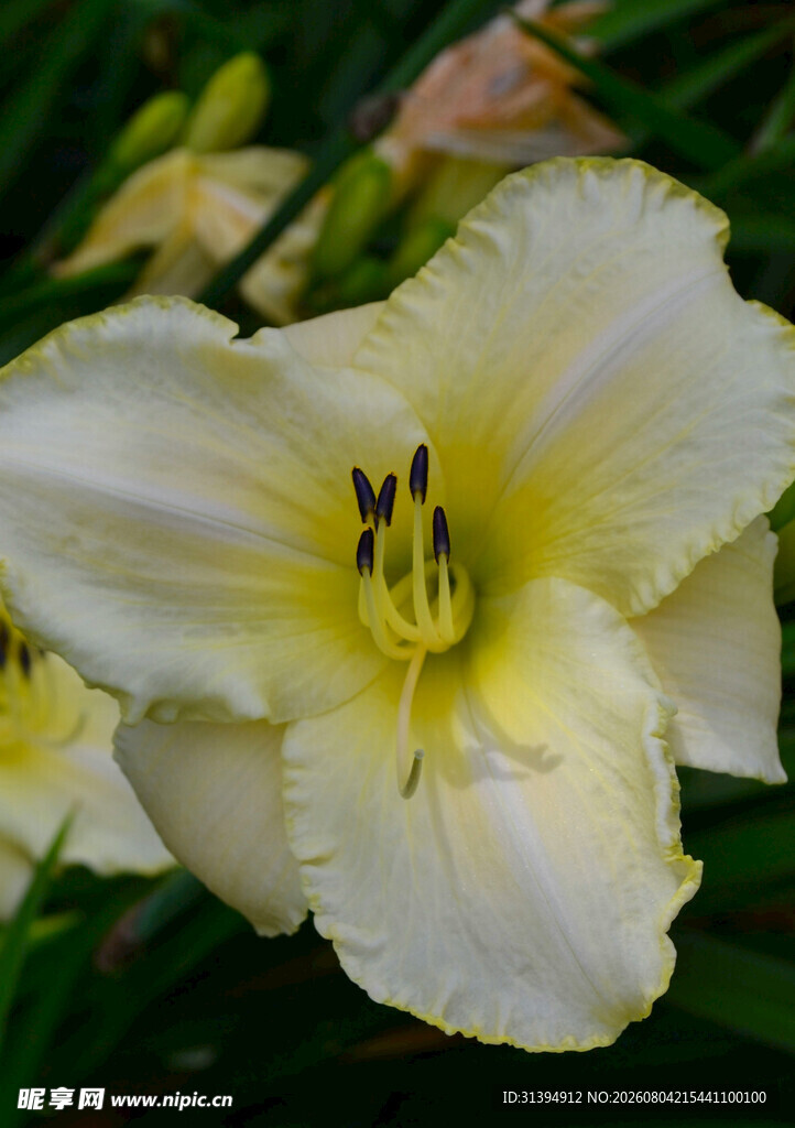 花萱草