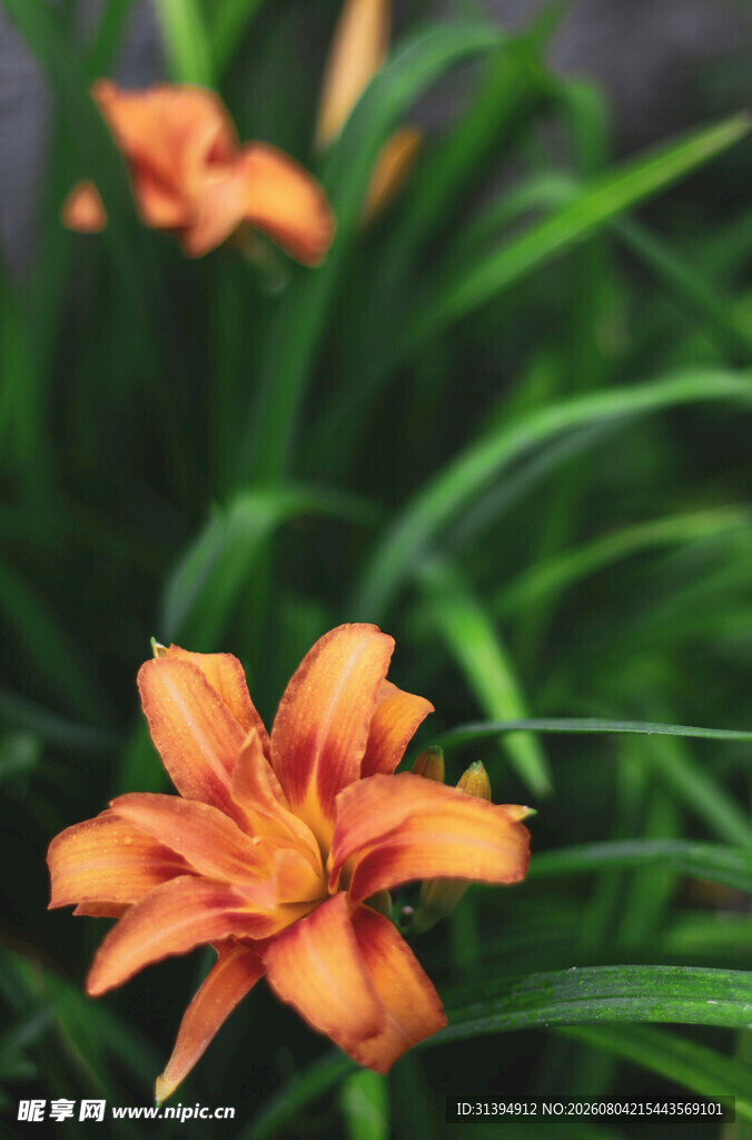 花萱草