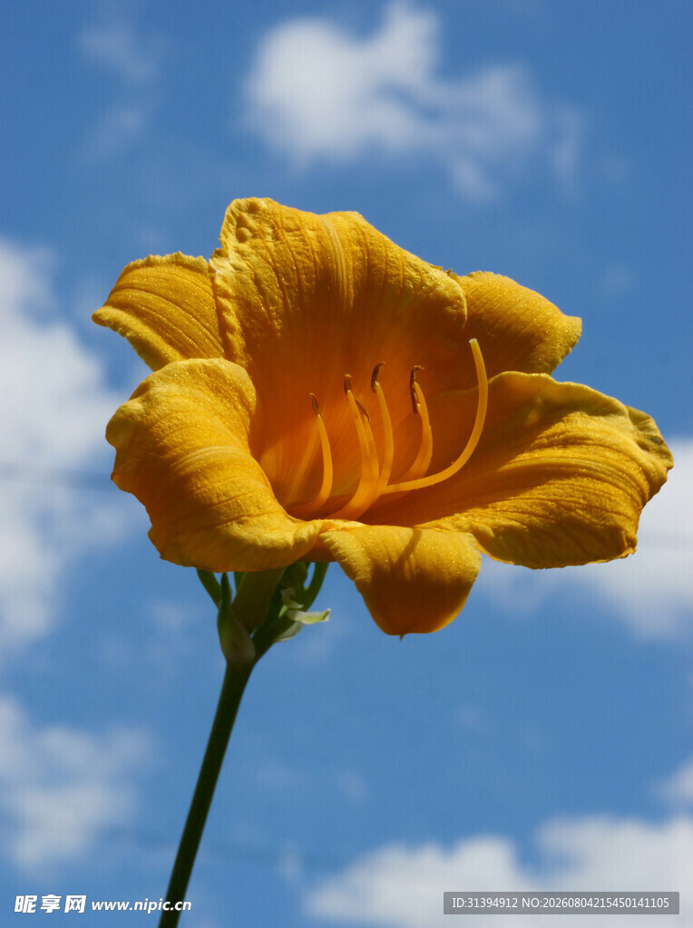 花萱草