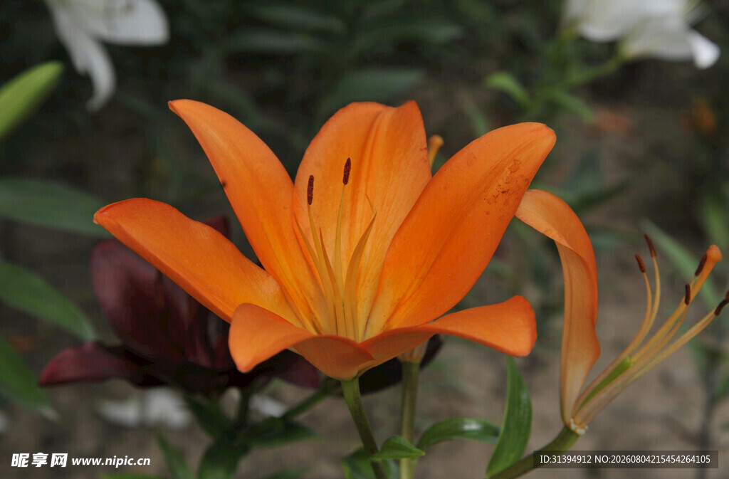 花萱草