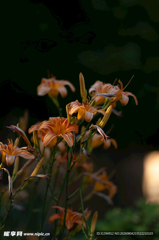花萱草