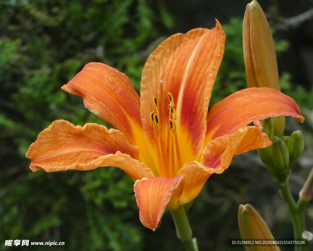 花萱草