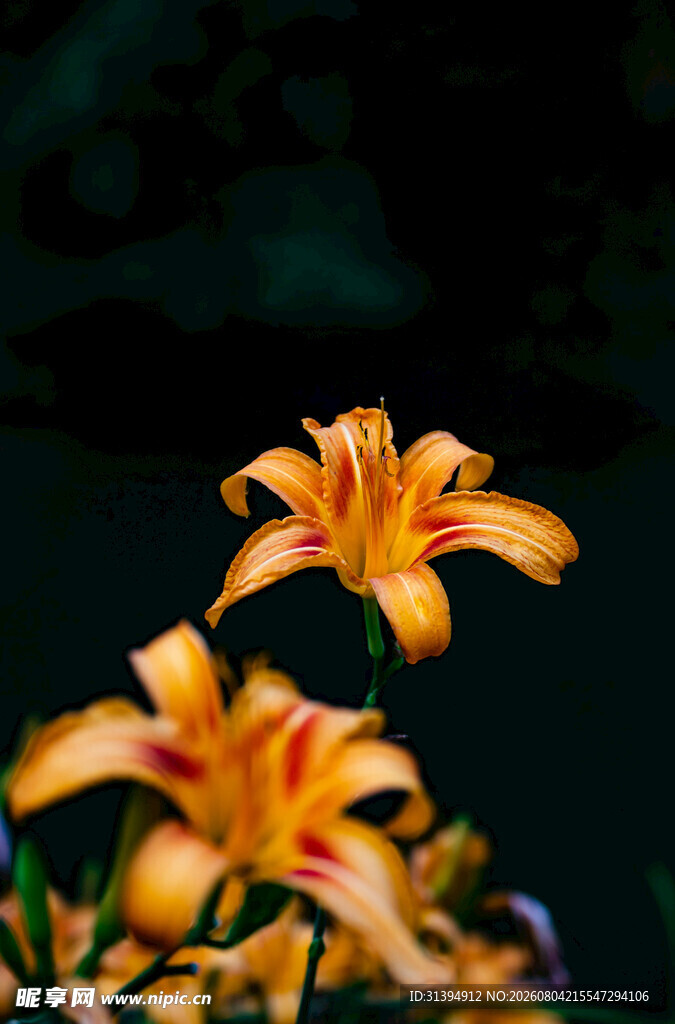 花萱草