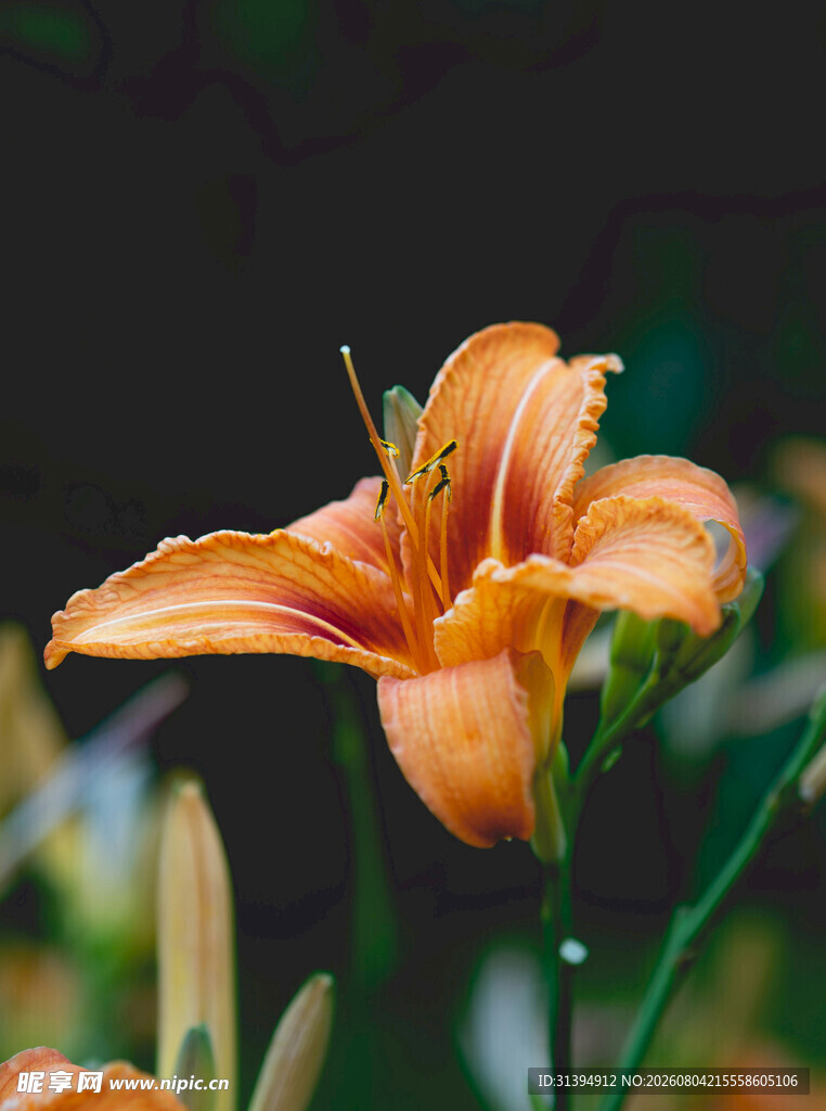花萱草