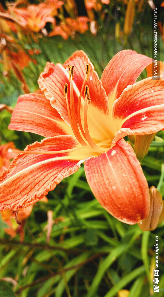 花萱草