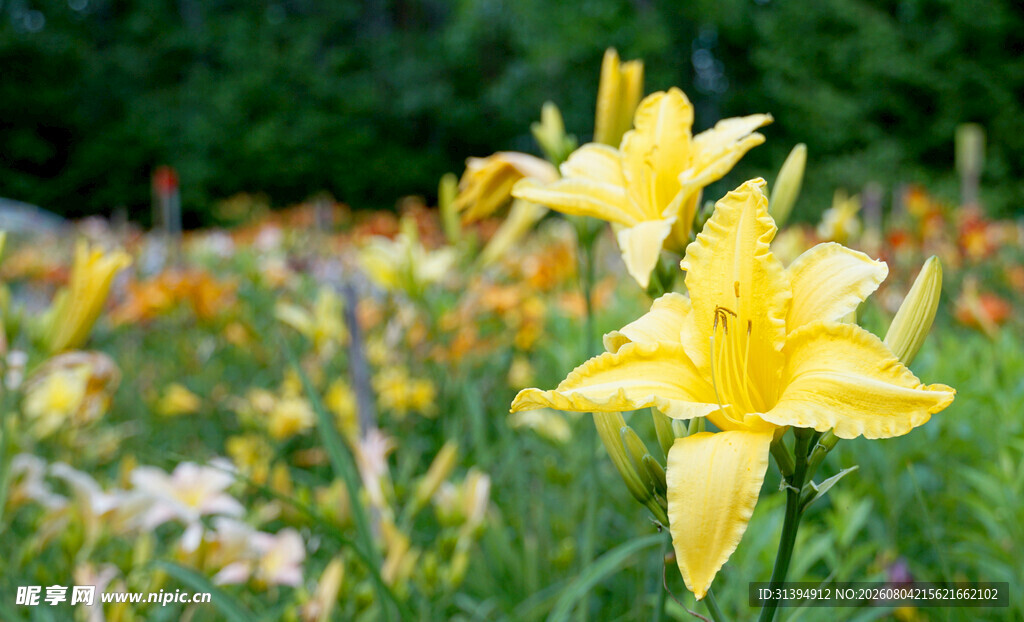 花萱草