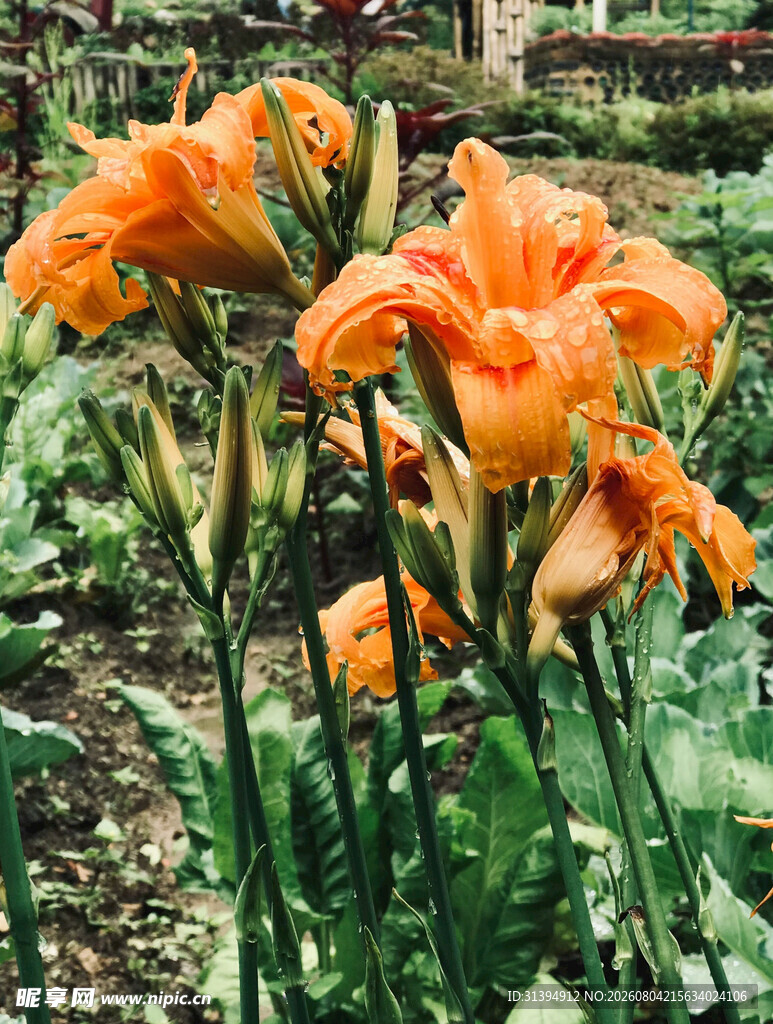 花萱草