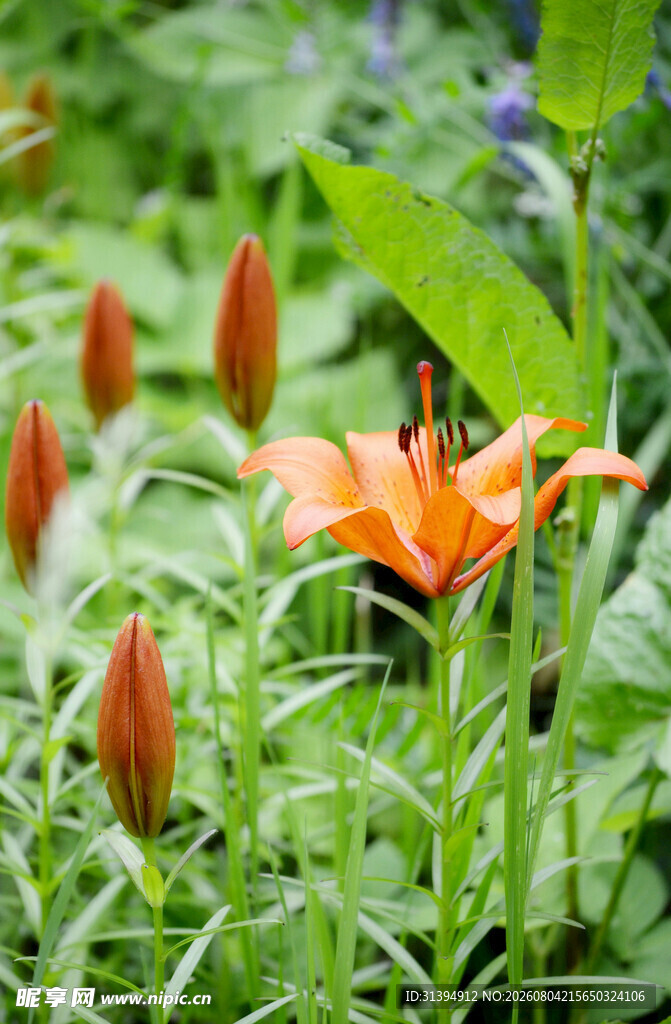 花萱草