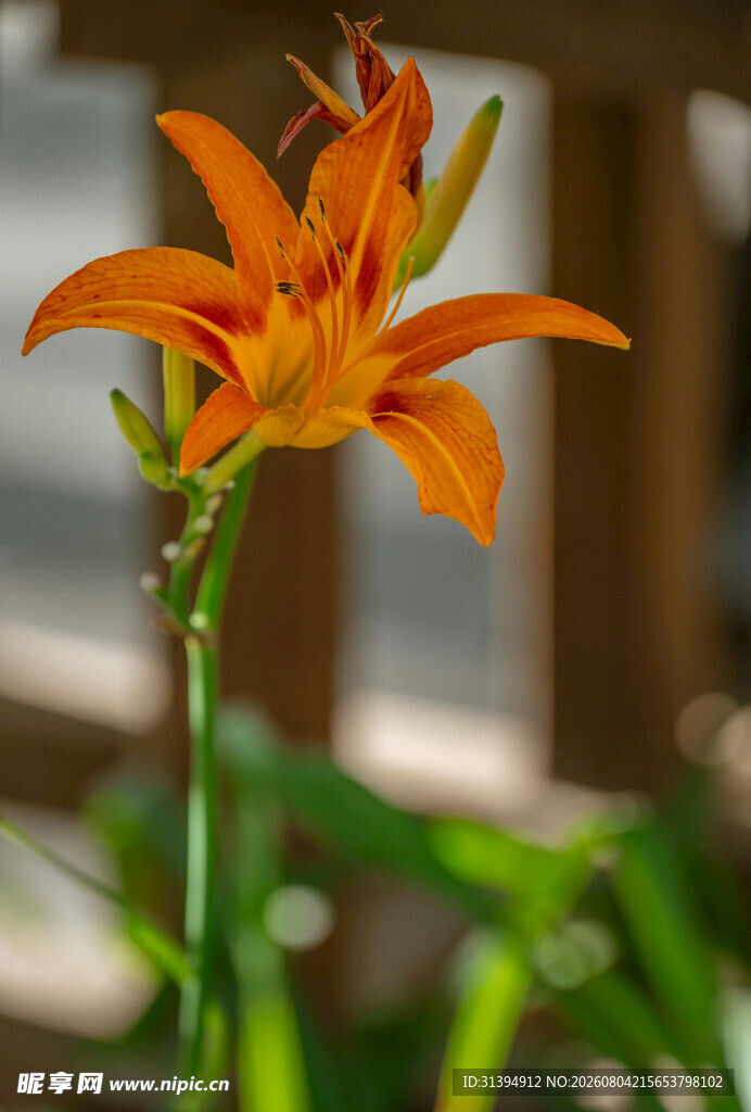 花萱草