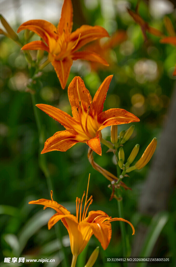 花萱草