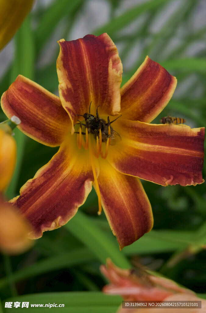 花萱草