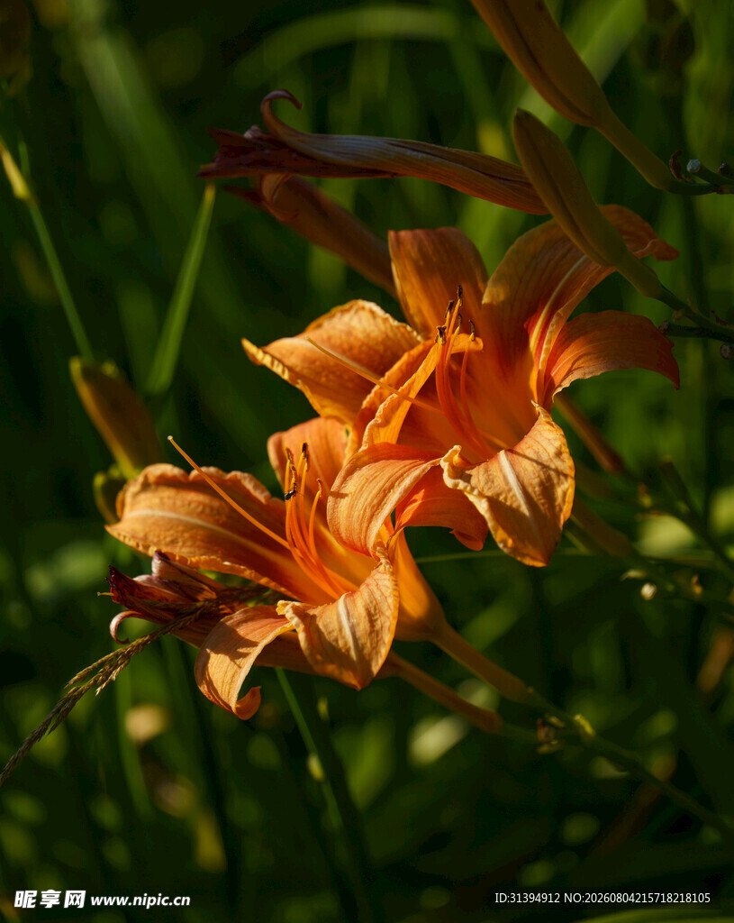 花萱草