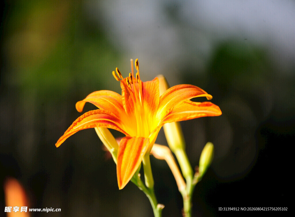 花萱草