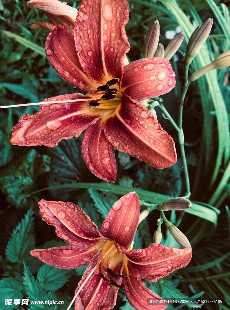 花萱草