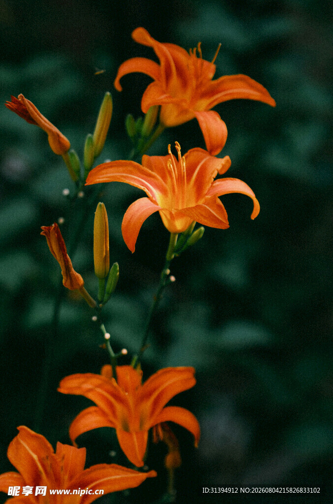 花萱草