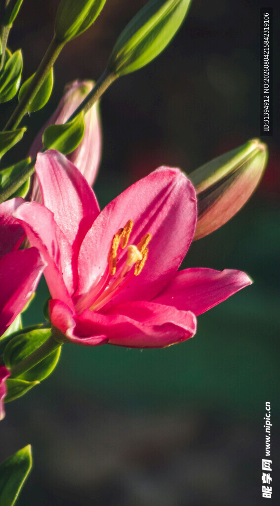 花萱草