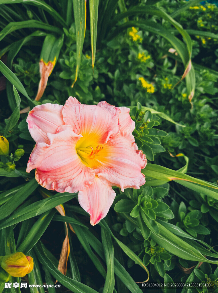 花萱草