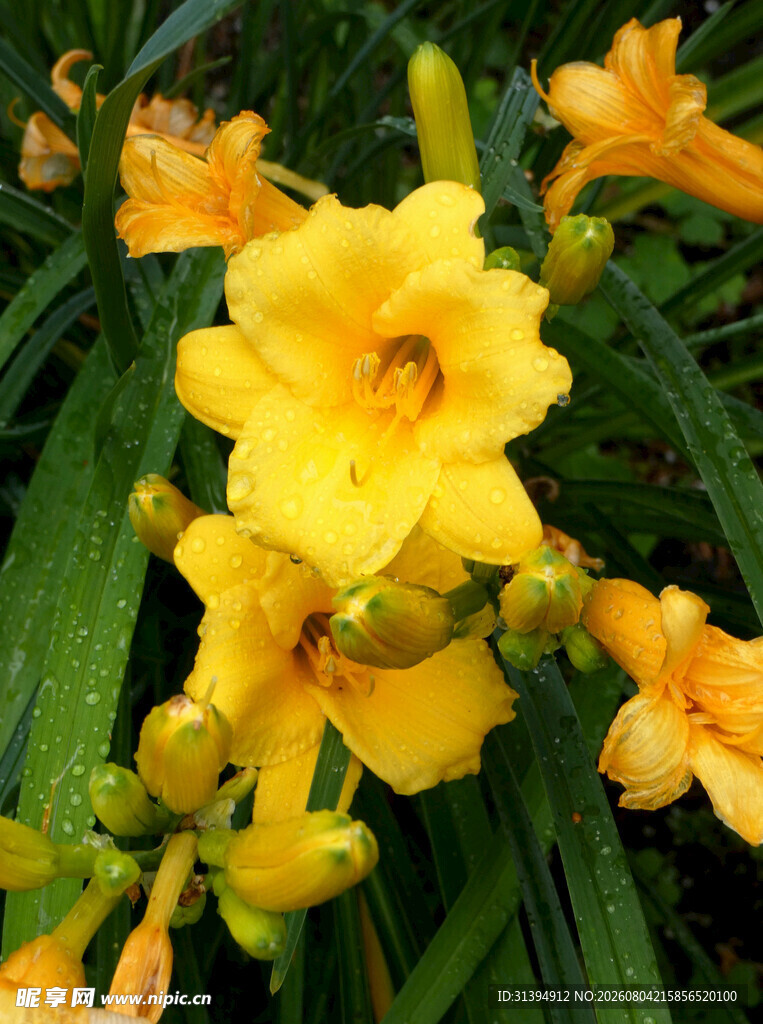 花萱草