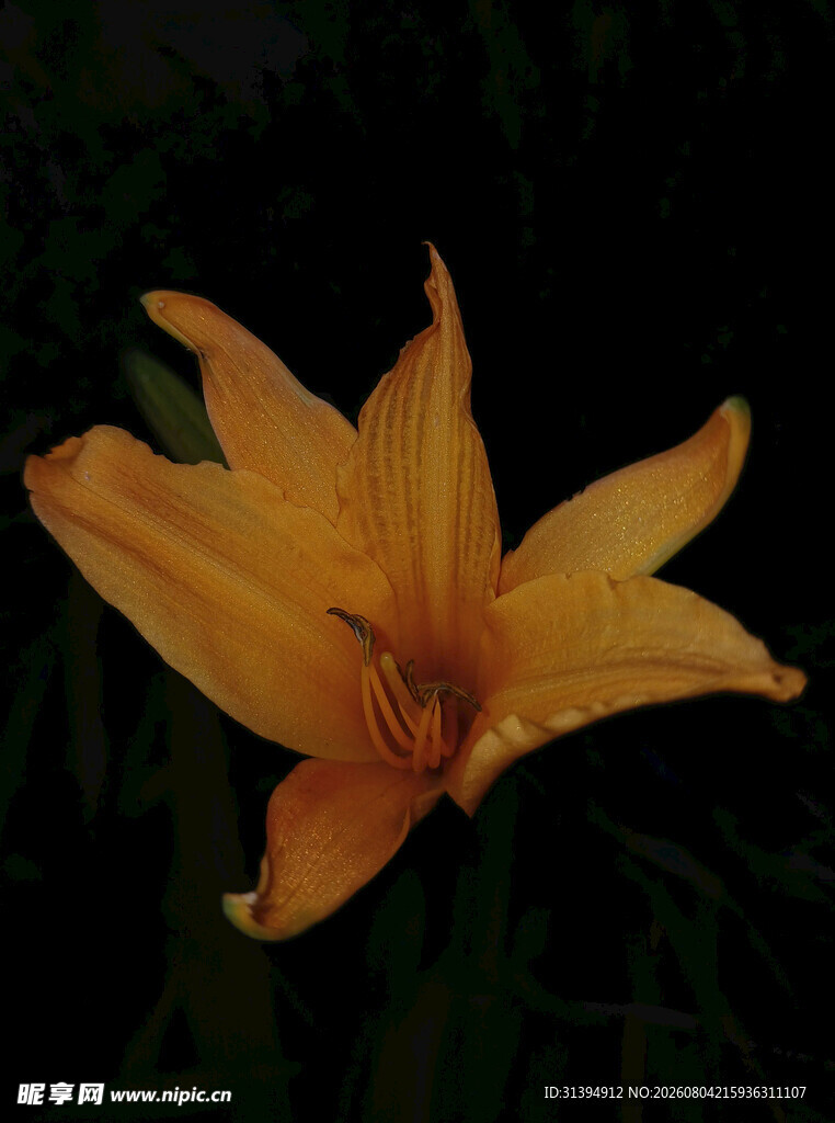 花萱草