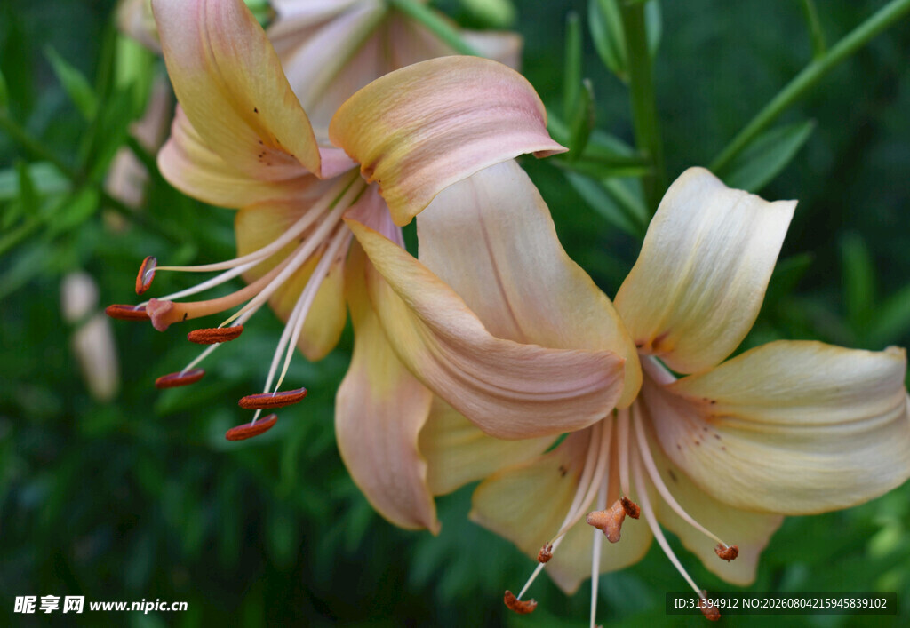 花萱草