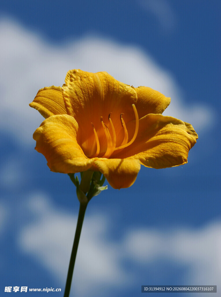 花萱草