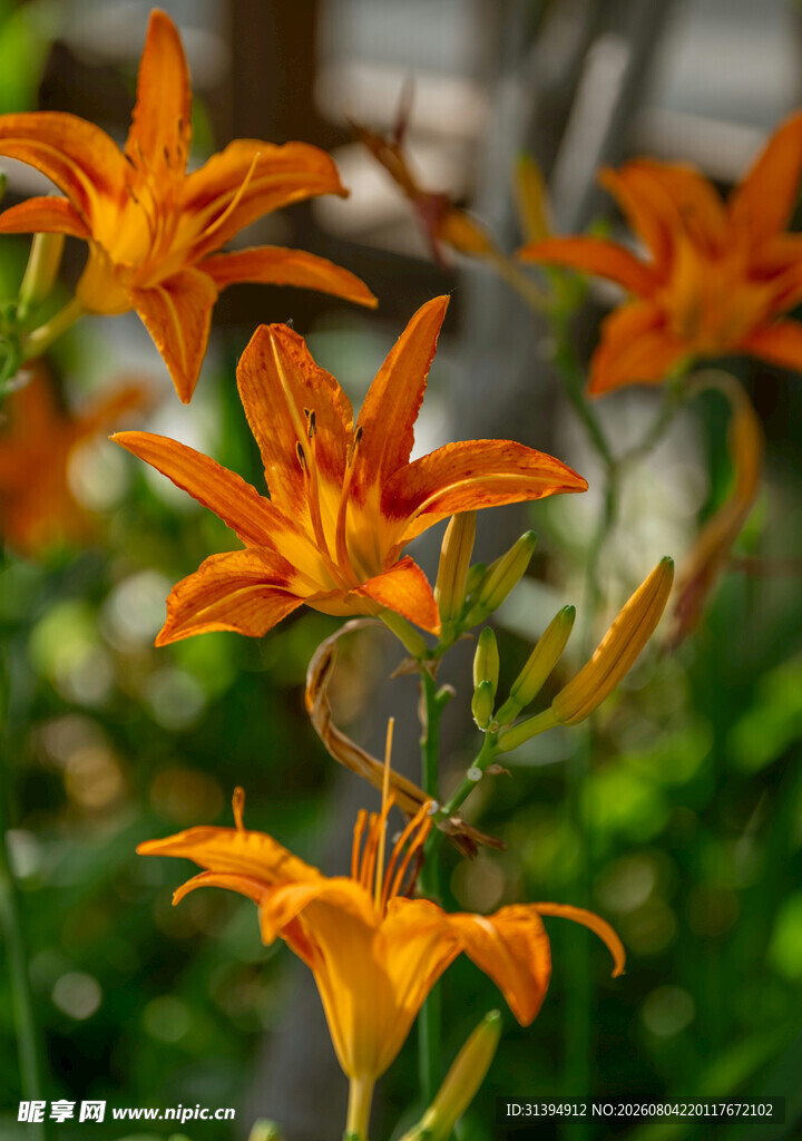 花萱草