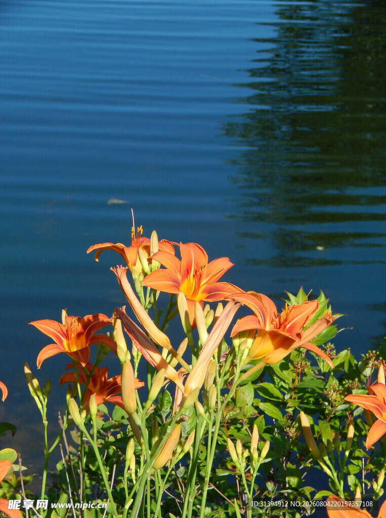 花萱草