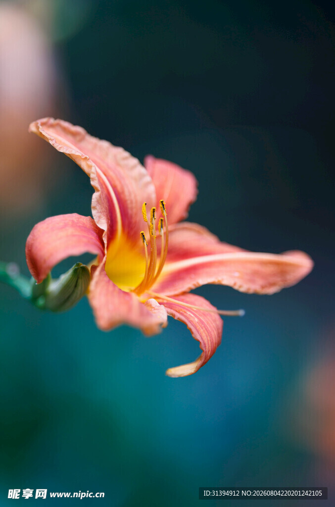 花萱草