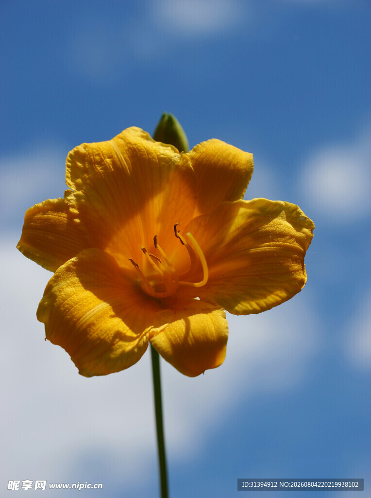 花萱草