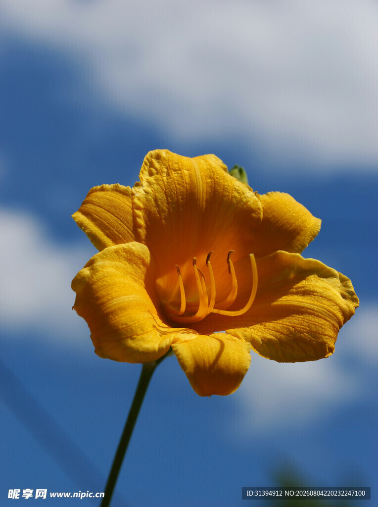 花萱草