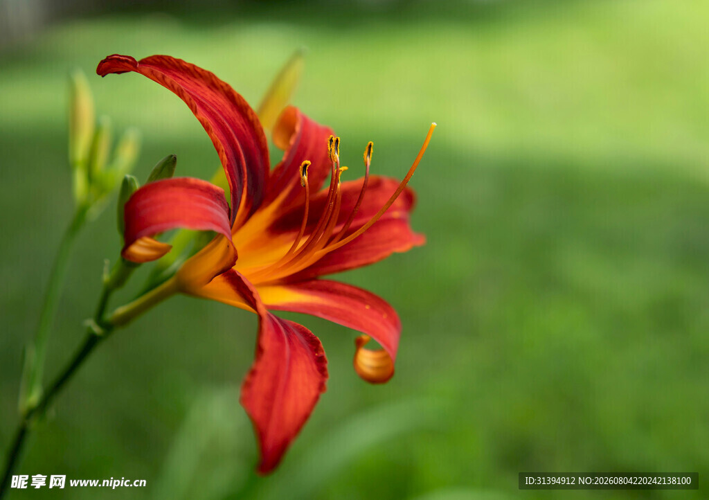花萱草