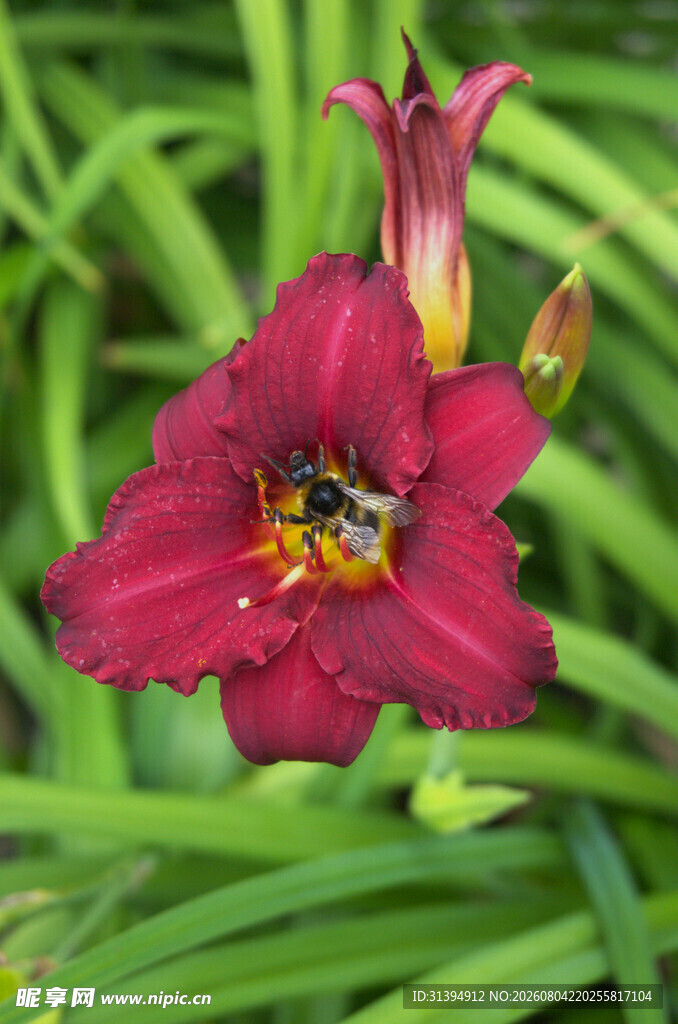 花萱草