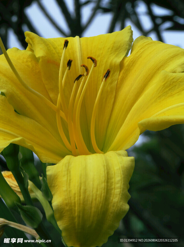 花萱草