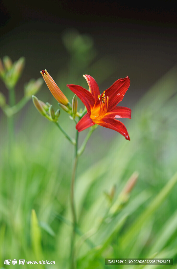 花萱草