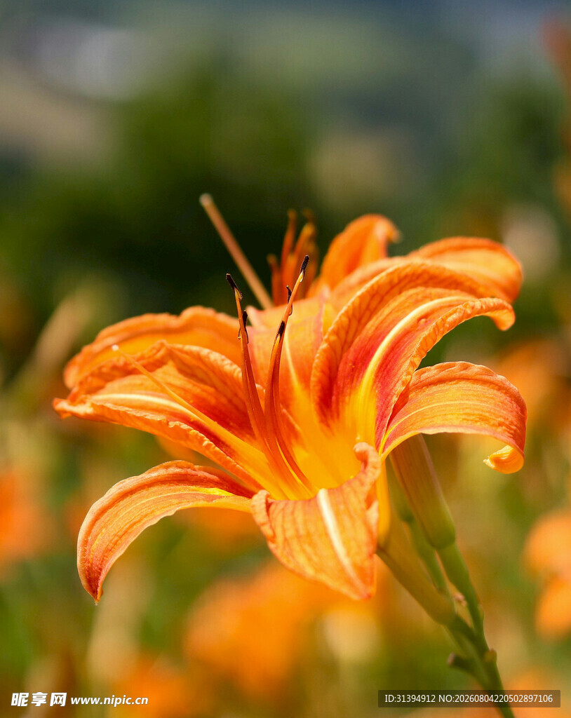 花萱草