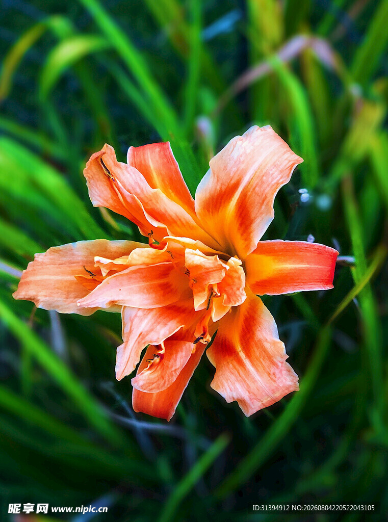 花萱草