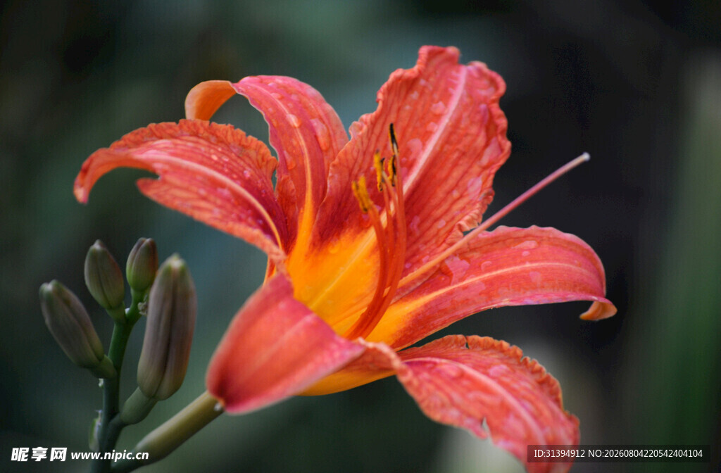 花萱草