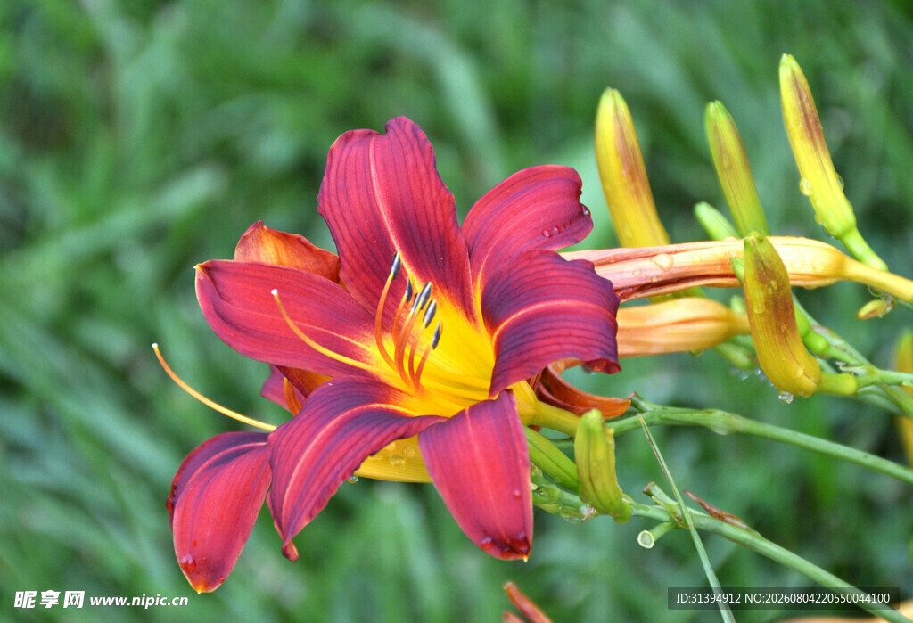 花萱草