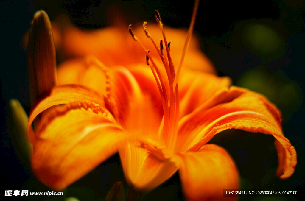 花萱草