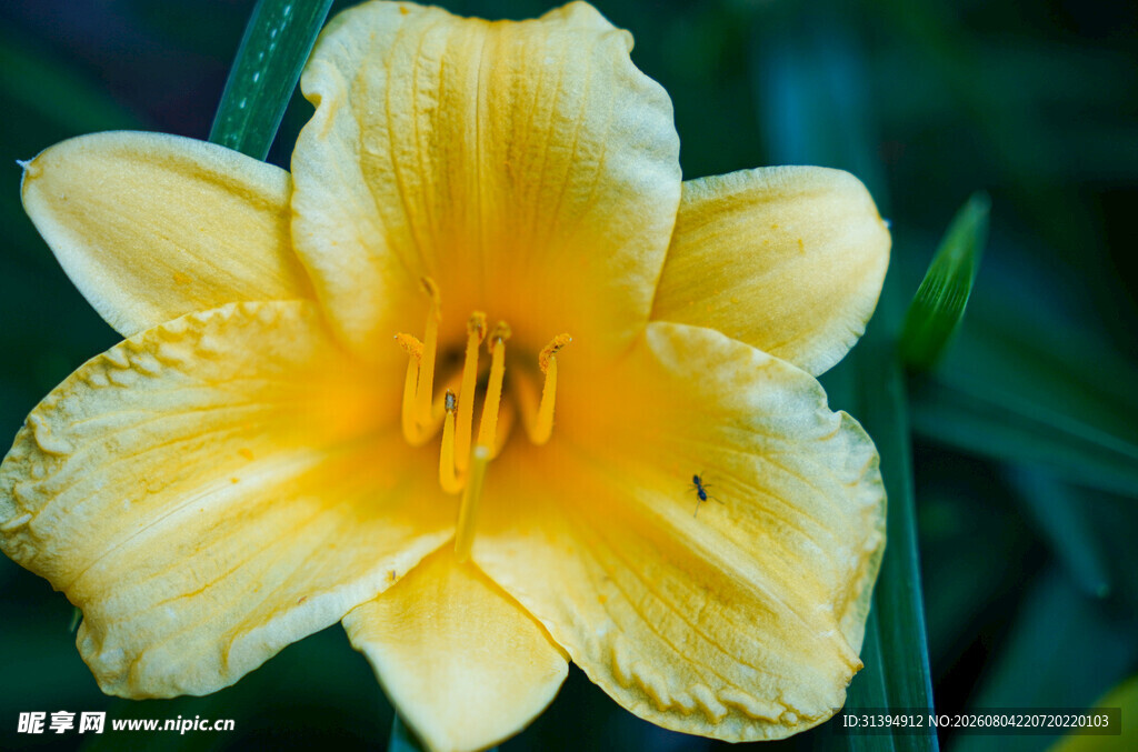 花萱草