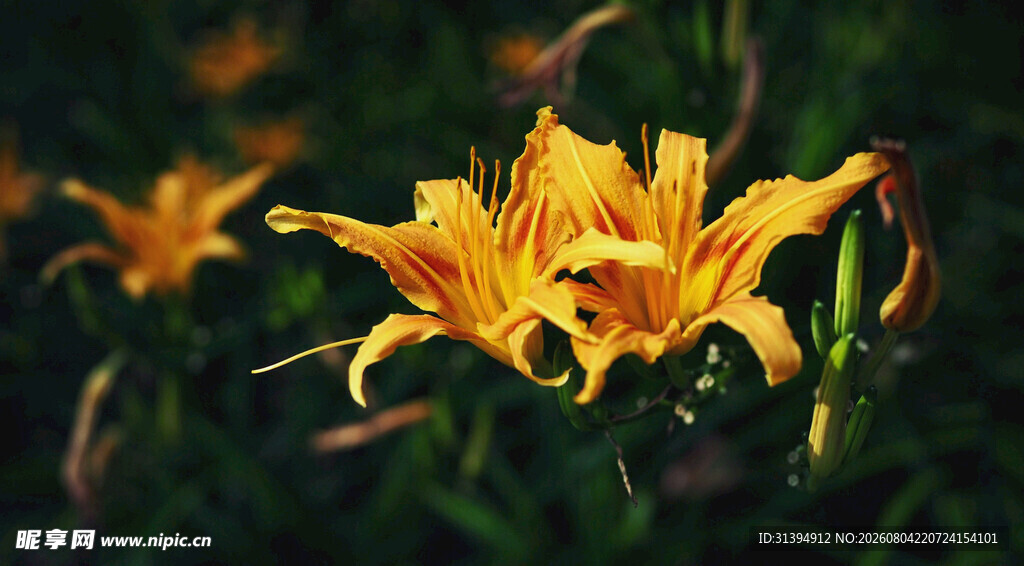花萱草
