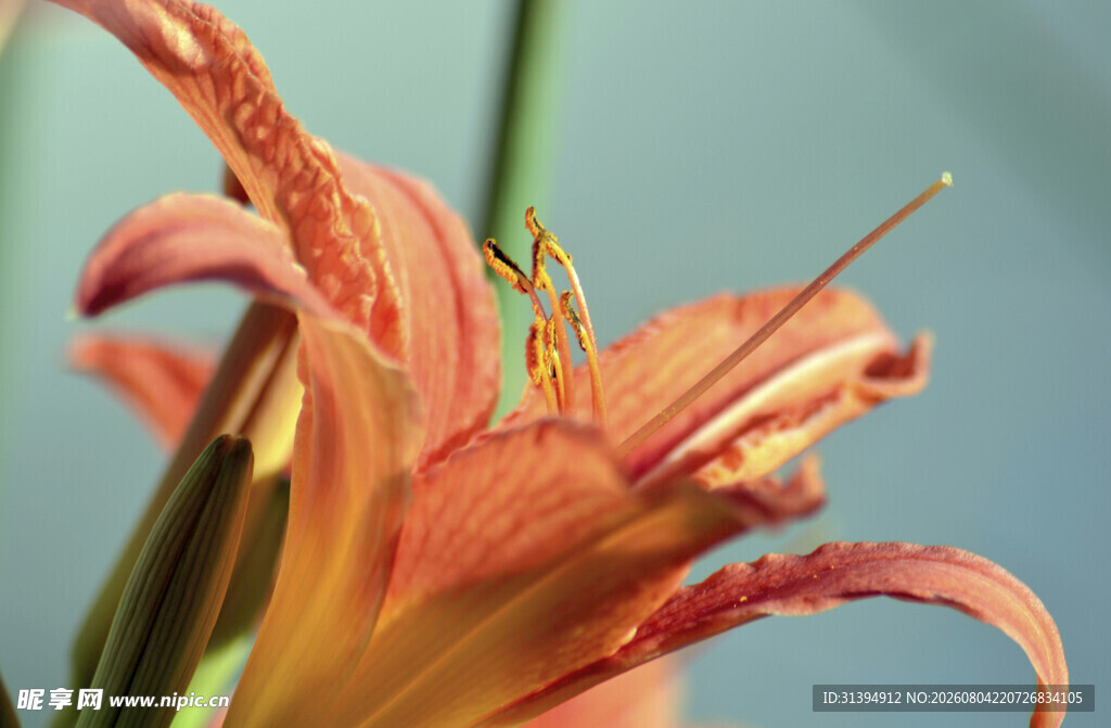 花萱草