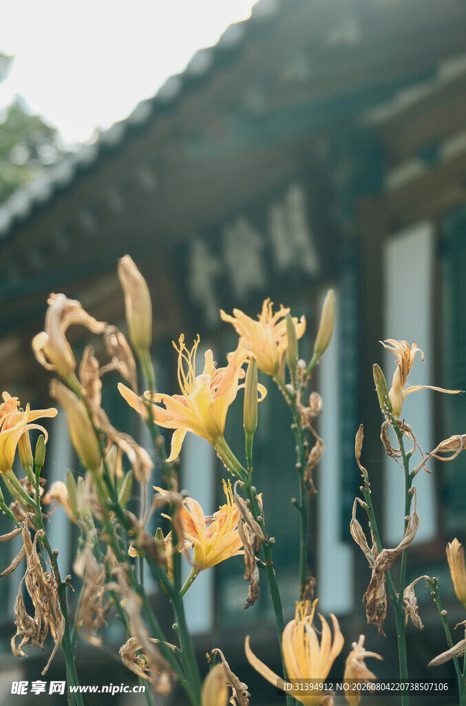 花萱草